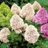 Hydrangea paniculata: sadnja i njega na otvorenom terenu